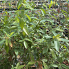 Blueberry 'Pink Lemonade' (Vaccinium corymbosum 'Pink Lemonade') – live plant – photo 4