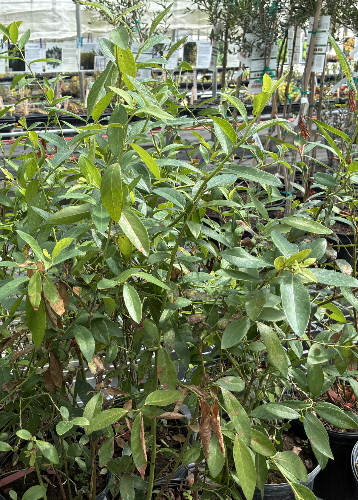 Blueberry 'Pink Lemonade' (Vaccinium corymbosum 'Pink Lemonade') – live plant – photo 4