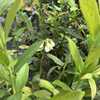 Blueberry 'Pink Lemonade' (Vaccinium corymbosum 'Pink Lemonade') – live plant – photo 2