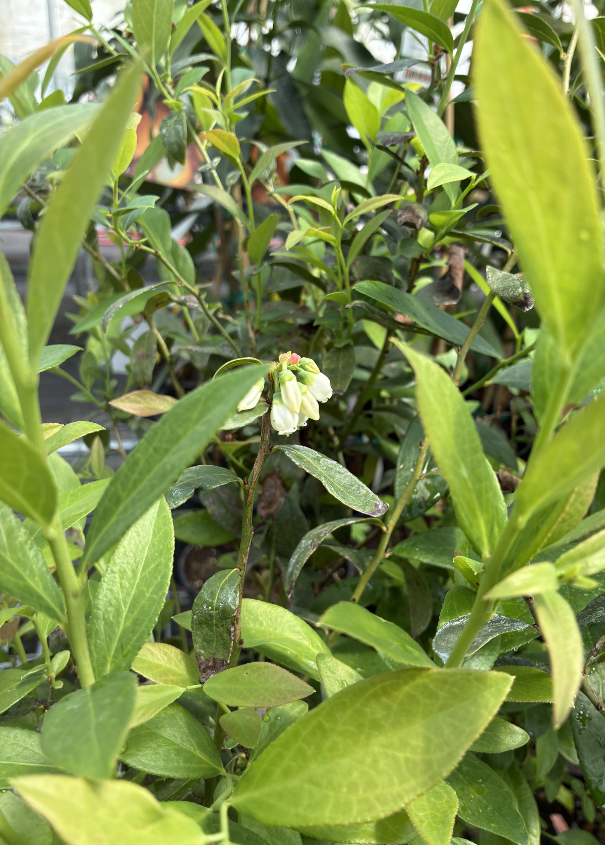 Blueberry 'Pink Lemonade' (Vaccinium corymbosum 'Pink Lemonade') – live plant – photo 2
