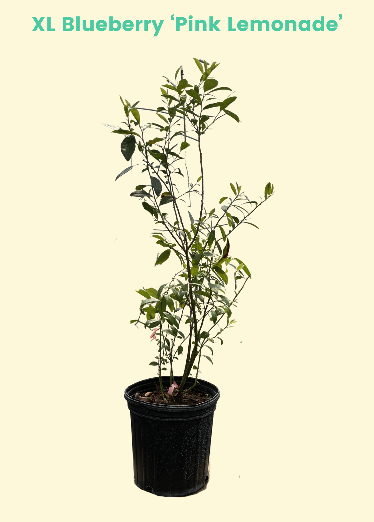 Blueberry 'Pink Lemonade' (Vaccinium corymbosum 'Pink Lemonade') – live plant – photo 8