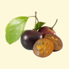 Governor’s Plum (Flacourtia rukam) – live tree – photo 2