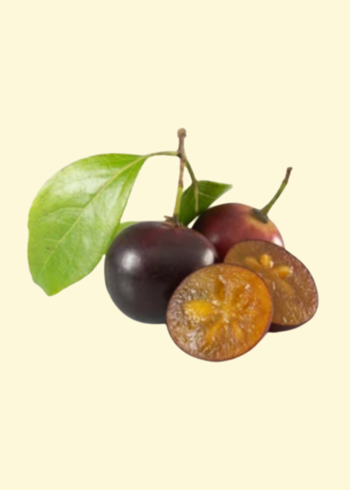 Governor’s Plum (Flacourtia rukam) – live tree – photo 2
