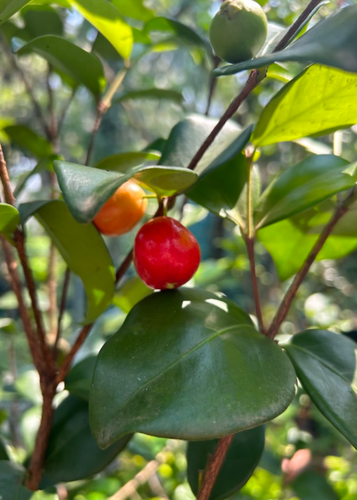 Cedar Bay Cherry (Eugenia reinwardtiana) – live tree