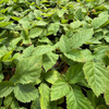 Boysenberry (Rubus ursinus × idaeus × brambles hybrid) – live plant – photo 2