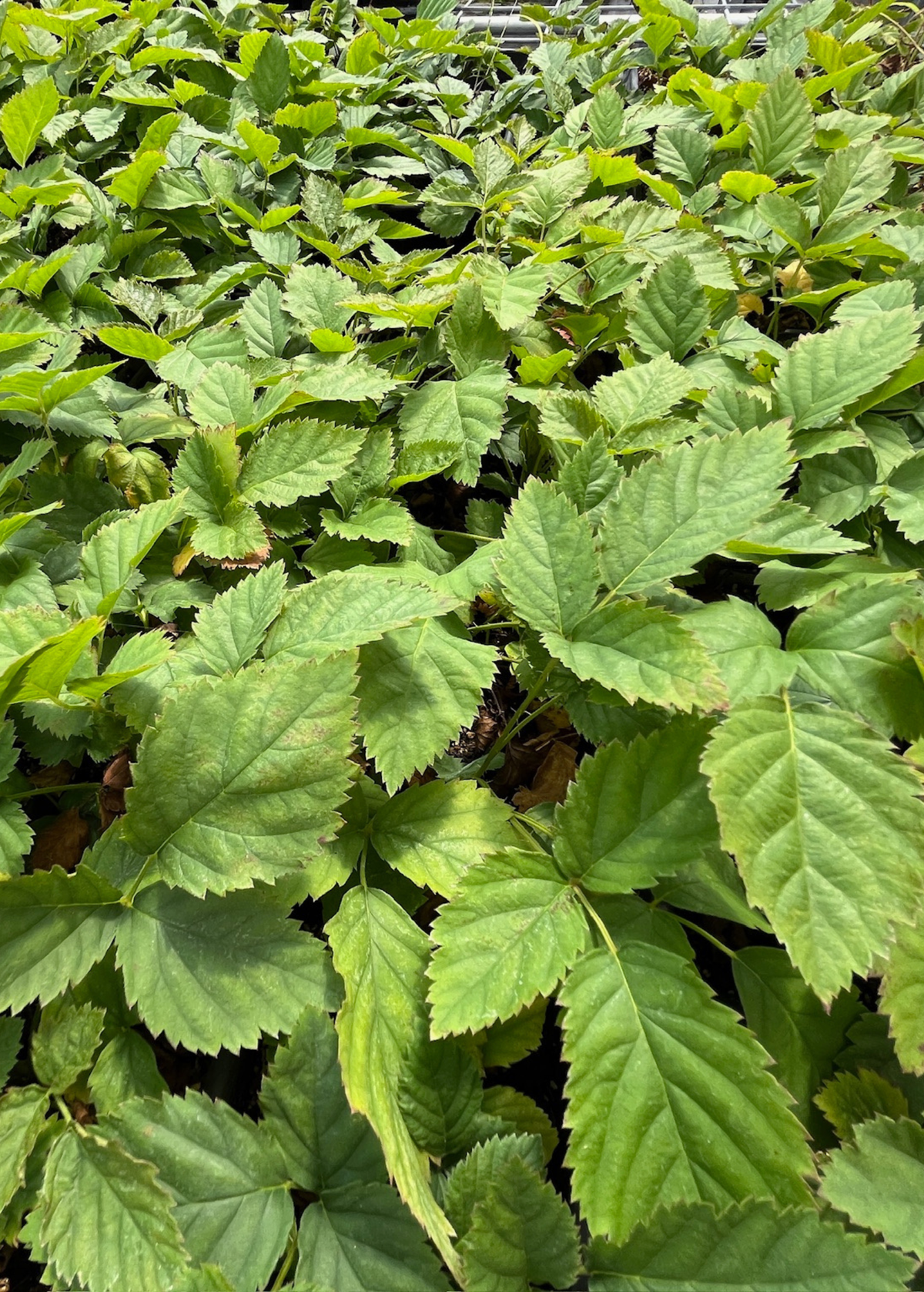 Boysenberry (Rubus ursinus × idaeus × brambles hybrid) – live plant – photo 2
