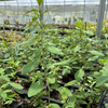 Red Goji Berry (Lycium barbarum) – live plant – photo 2