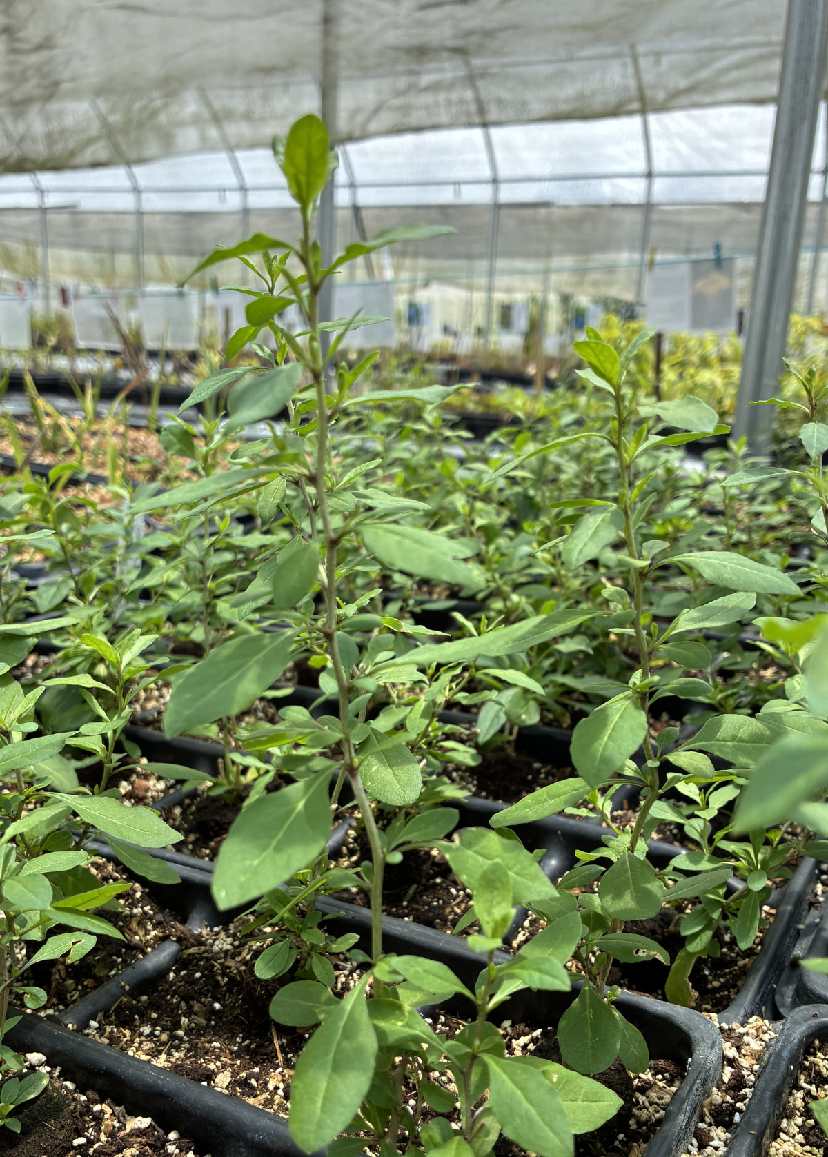 Red Goji Berry (Lycium barbarum) – live plant – photo 2