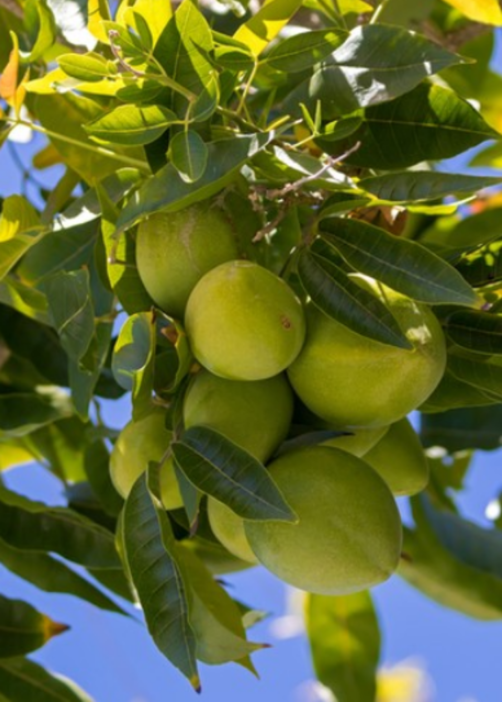 White Sapote Seedling (Casimiroa edulis)