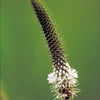 1000 WHITE PRAIRIE CLOVER Dalea Candida Flower Seeds