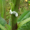 Wild Lettuce (Lactuca virosa) – live plant – photo 3