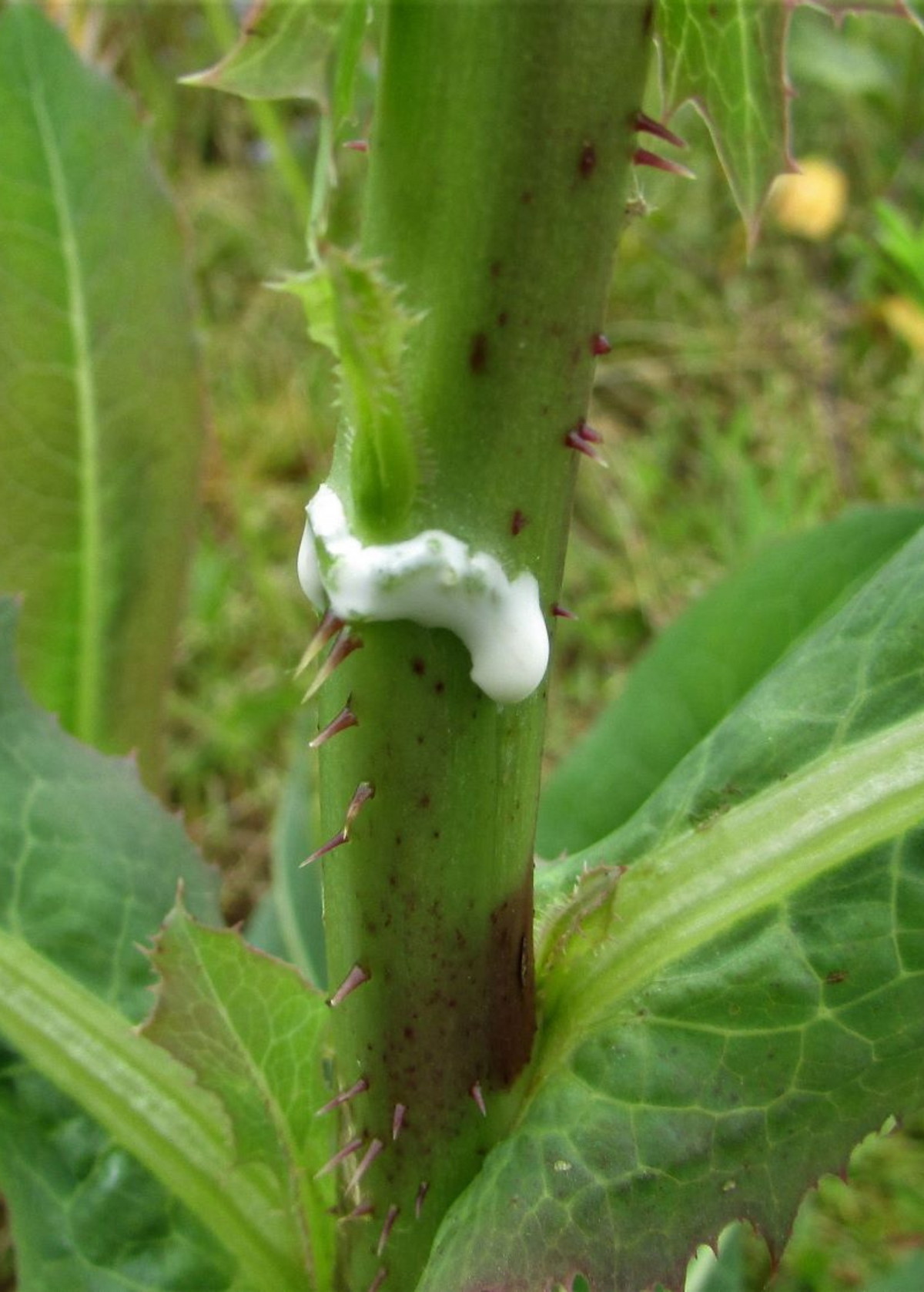 Wild Lettuce (Lactuca virosa) – live plant – photo 3
