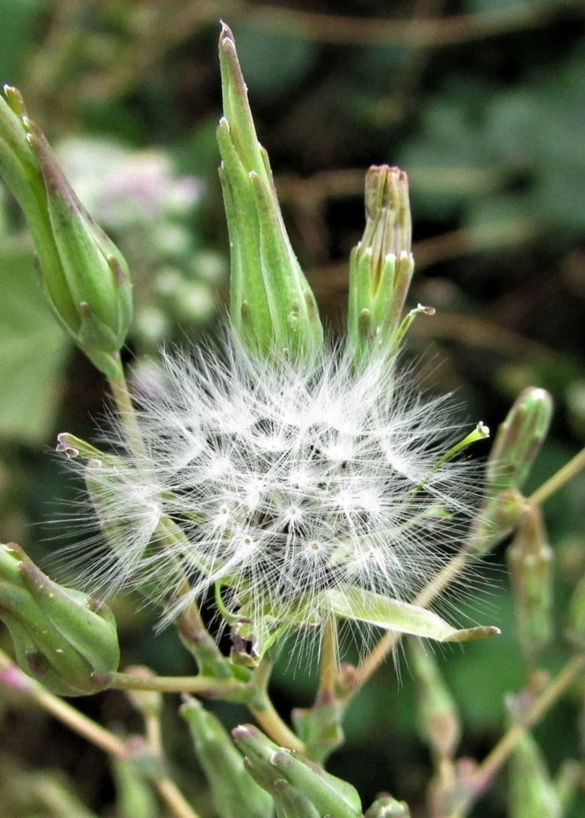 Wild Lettuce (Lactuca virosa) – live plant – photo 4