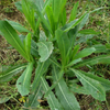 Wild Lettuce (Lactuca virosa) – live plant – photo 6