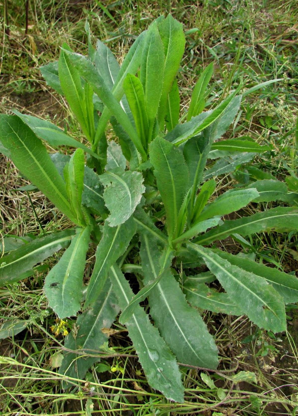 Wild Lettuce (Lactuca virosa) – live plant – photo 6