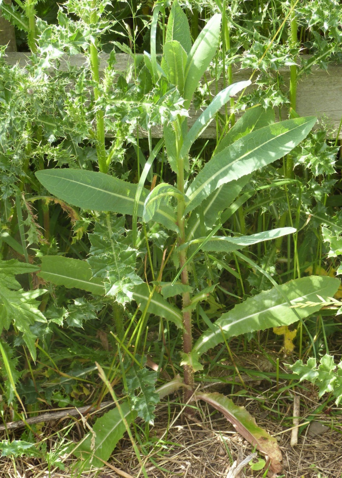 Wild Lettuce (Lactuca virosa) – live plant – photo 5