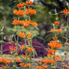 Wild Dagga (Leonotis leonurus)