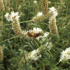 1000 WHITE PRAIRIE CLOVER Dalea Candida Flower Seeds