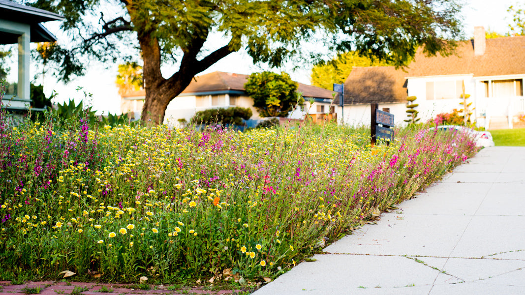 Northeast Native & Naturalized Wildflower Mix – photo 2