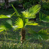 Windmill Palm Tree