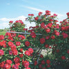 Winner's Circle™ Climbing Rose