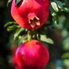 Pomegranate 'Wonderful' (Punica granatum)