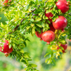 Pomegranate 'Wonderful' (Punica granatum)