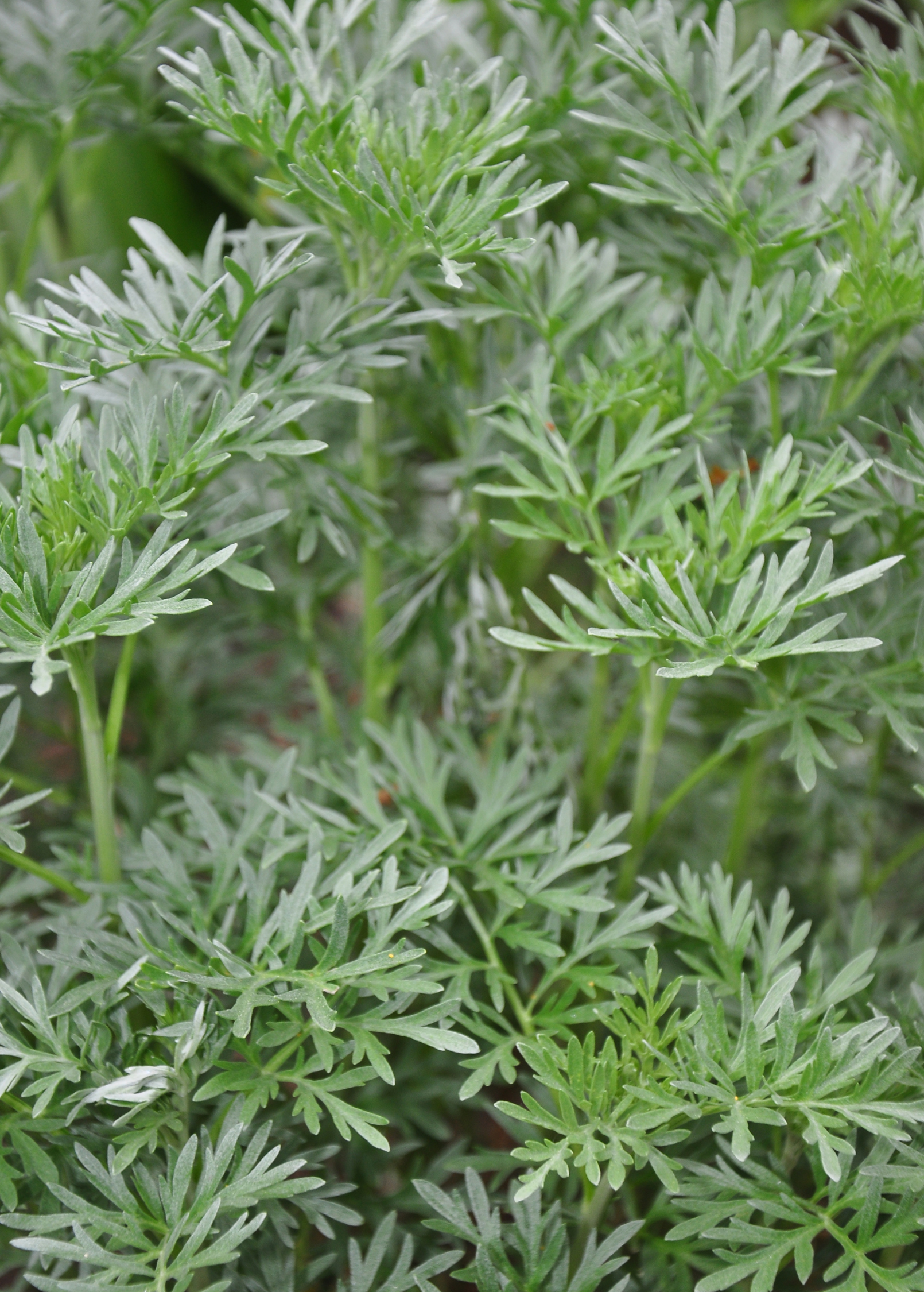Wormwood (Artemisia absinthium)