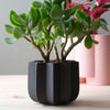 Wrap Planter - 4 sizes