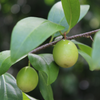 Ximenia Americana
