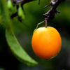 Ximenia Americana