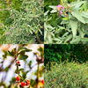 Florida Native Tea Duo: Yaupon Holly + Florida Native Tea Bush