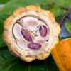 Cacao, Yellow (Theobroma cacao)