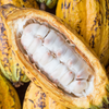 Cacao, Yellow (Theobroma cacao)