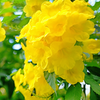 Hojas de Tronadora, Yellow Elder (Tecoma stans)