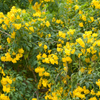 Hojas de Tronadora, Yellow Elder (Tecoma stans)