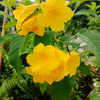 Hojas de Tronadora, Yellow Elder (Tecoma stans)