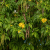 Hojas de Tronadora, Yellow Elder (Tecoma stans)
