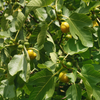 Fig 'Yellow Long Neck' (Ficus carica)