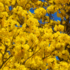 Yellow Tabebuia (Tabebuia spp.)
