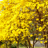 Yellow Tabebuia (Tabebuia spp.)