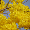 Yellow Tabebuia (Tabebuia spp.)