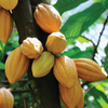 Cacao, Yellow (Theobroma cacao)