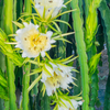 Dragon Fruit, Yellow (Selenicereus megalanthus)