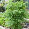 Everglades Tomato, Yellow (Solanum pimpinellifolium var.)