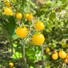 Everglades Tomato, Yellow (Solanum pimpinellifolium var.)