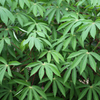 Yuca Root (Manihot esculenta)