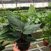 Monstera 'Peru'