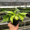 Philodendron 'Brasil'