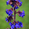 100 BLUE ANGEL ANCHUSA (Summer Forget Me Not) Anchusa Carpensis Flower Seeds
